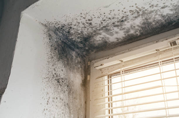 Affordable Bathroom Mold Removal solutions in Preston, TX